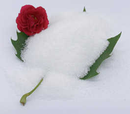 Which type of polyacrylamide is more effective for treating car washing wastewater?